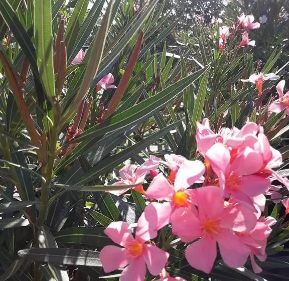 Aamiaismajoitus (B&B) Poggio La Grognola