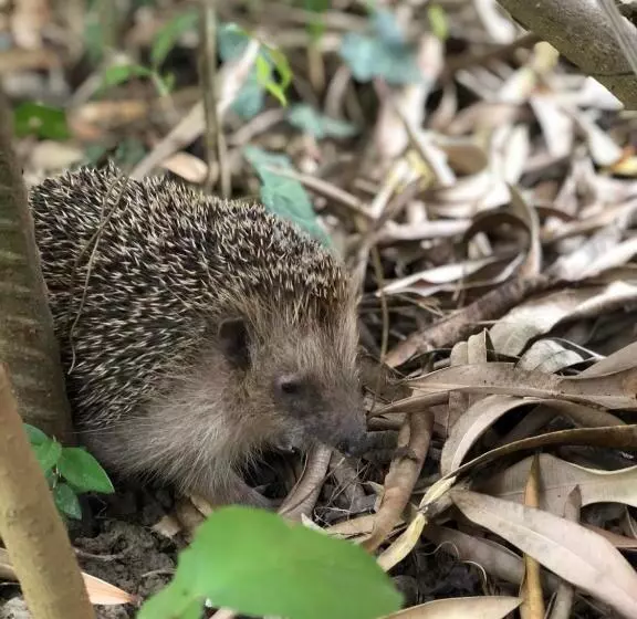 Aamiaismajoitus (B&B) Villa Berghella