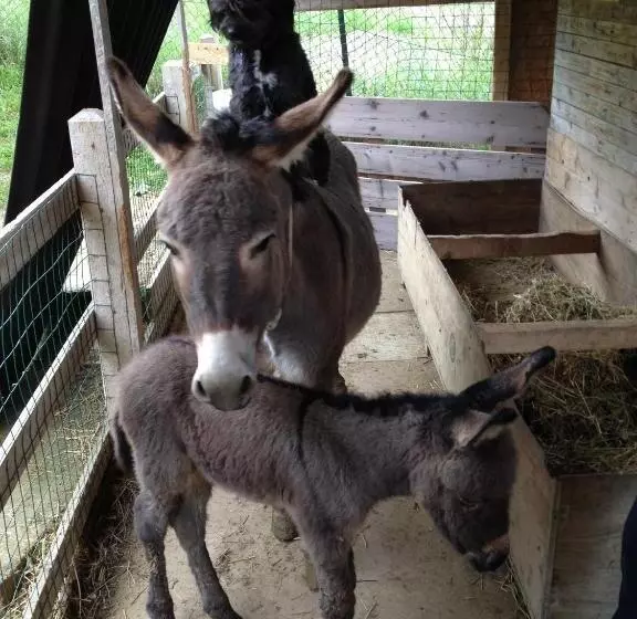 Aamiaismajoitus (B&B) Domus Petrae   Ripatransone