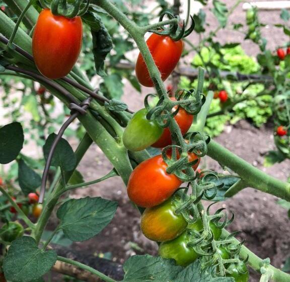 בית מלון כפרי Zanetti