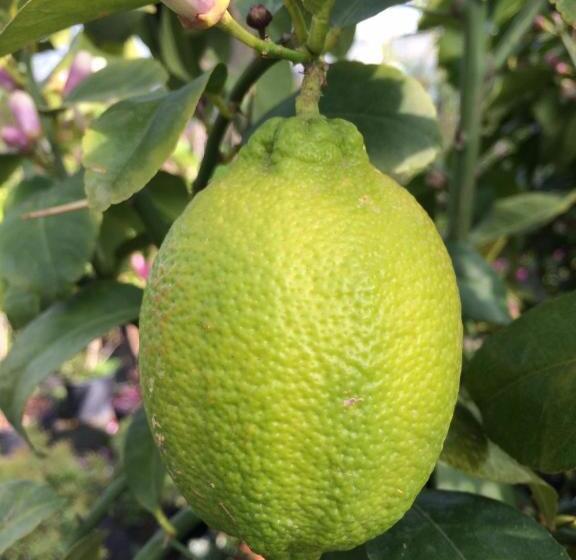 בית מלון כפרי Zanetti