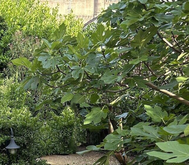 Bed and Breakfast La Villa Carcassonne