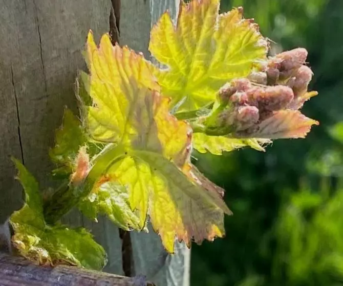 Aamiaismajoitus (B&B) Barrica Lodge