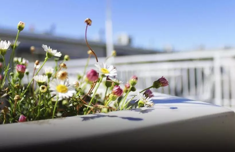 ホテル Las Terrazas Business