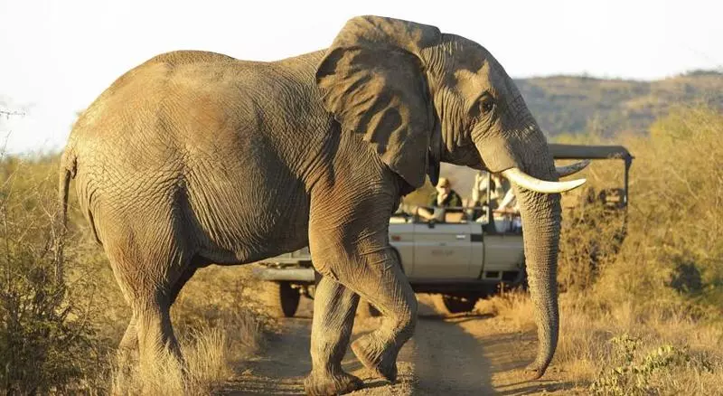 Hotelli Rhulani Safari Lodge