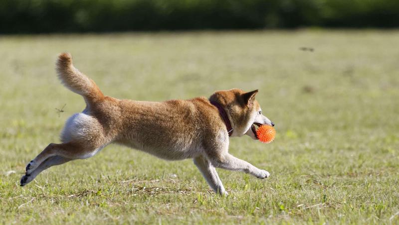 Отель Adirondack Lodge Old Forge