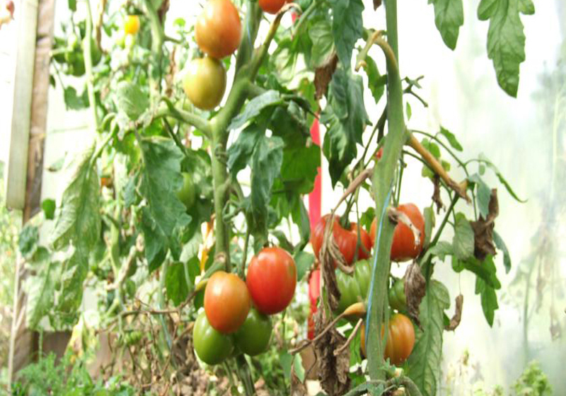 酒店 Dawn House B&b