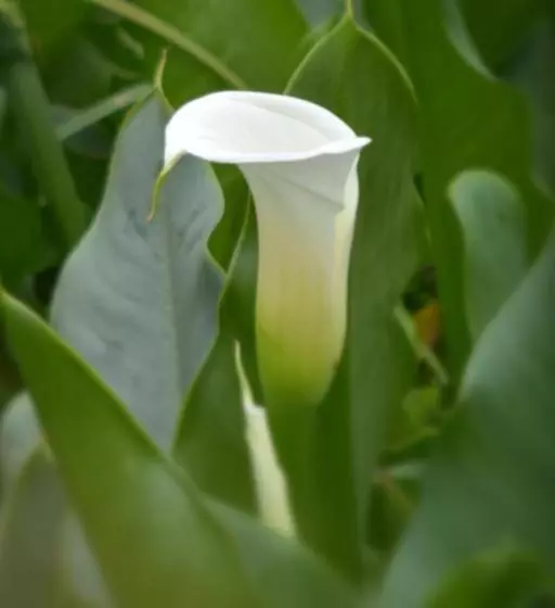 Cederkloof Botanical Retreat