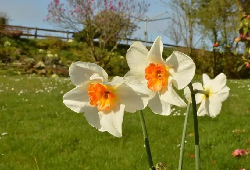 Aamiaismajoitus (B&B) Bryn Hebog