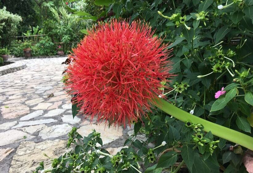 تختخواب و صبحانه Hacienda San Lucas