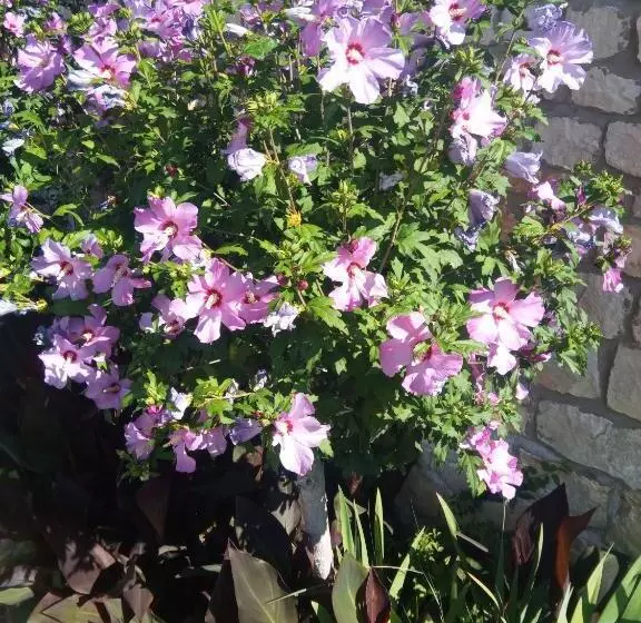 Hotelli La Font De Lauro