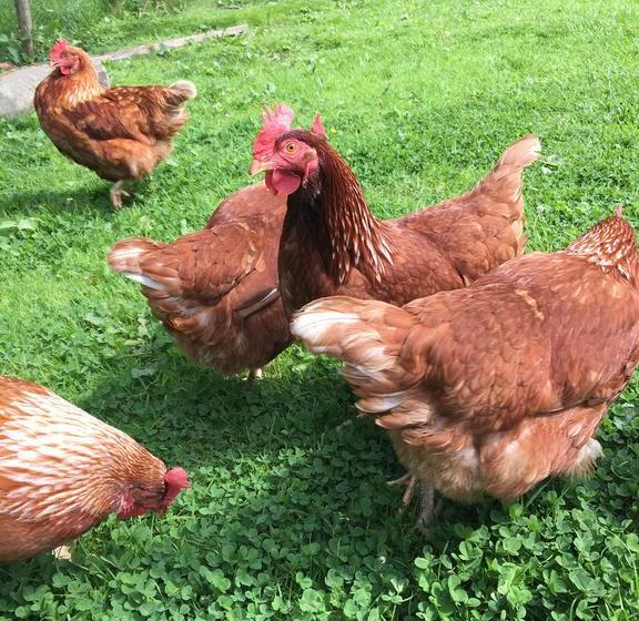 Cononley Hall Bed & Breakfast