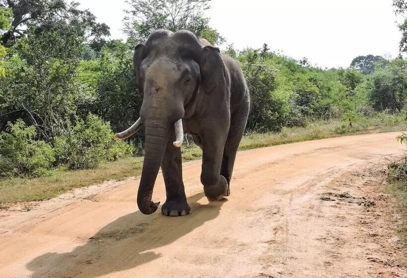 Hotelli Arana By Forest Trails