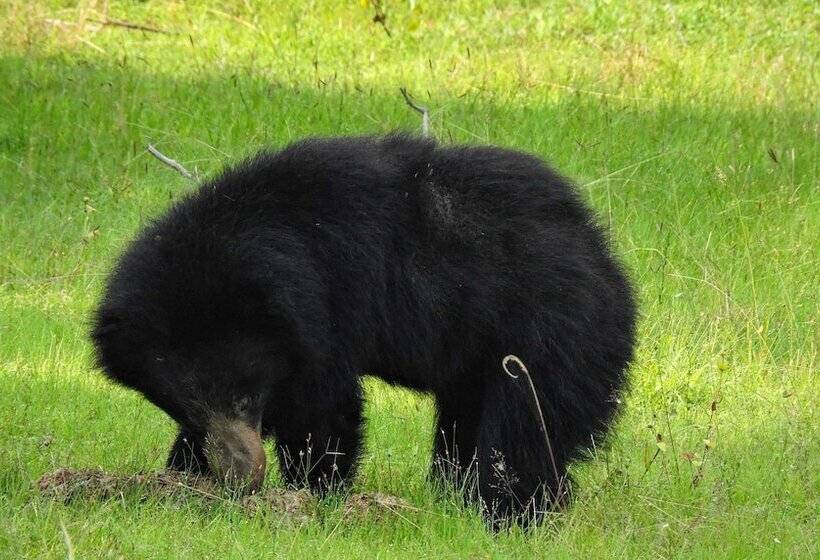 호텔 Arana By Forest Trails