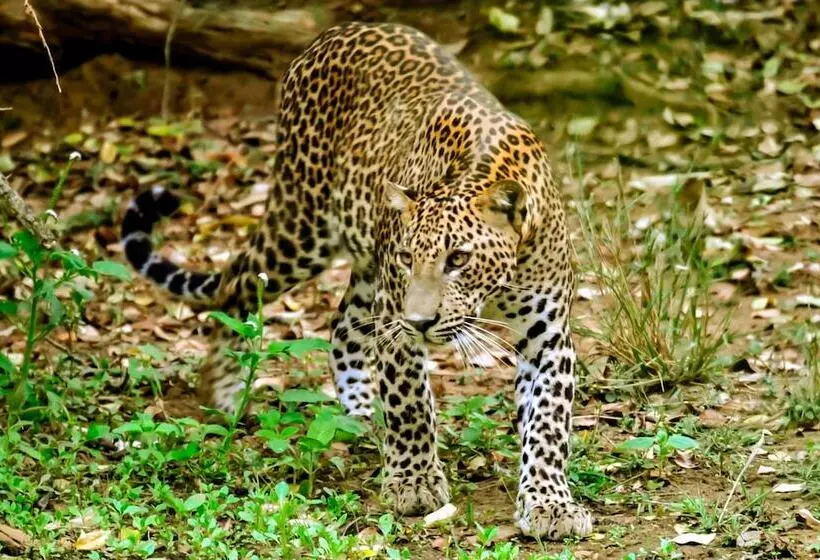 Hotelli Arana By Forest Trails