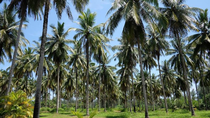 Khao Lak Golden Coconut Resort