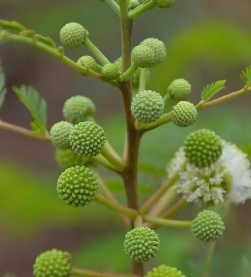 تختخواب و صبحانه Casa Patio