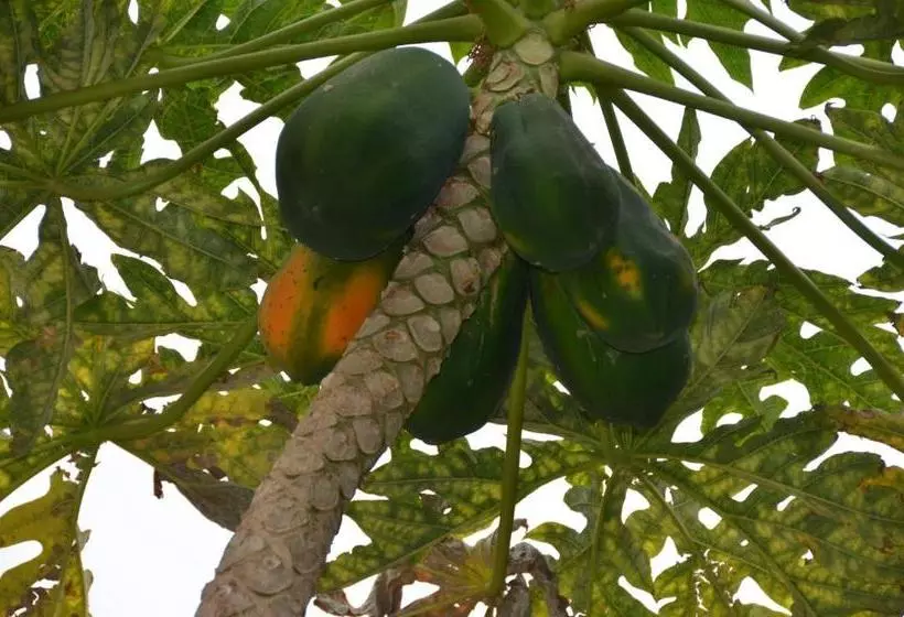 تختخواب و صبحانه Casa Patio