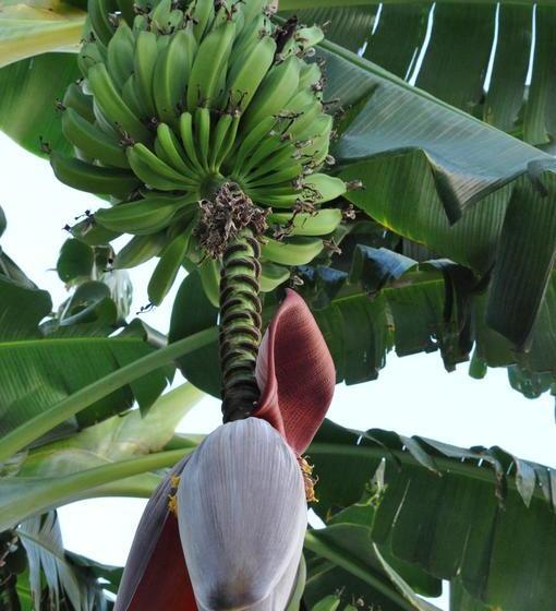 Lemon Garden Hostel Sevilla