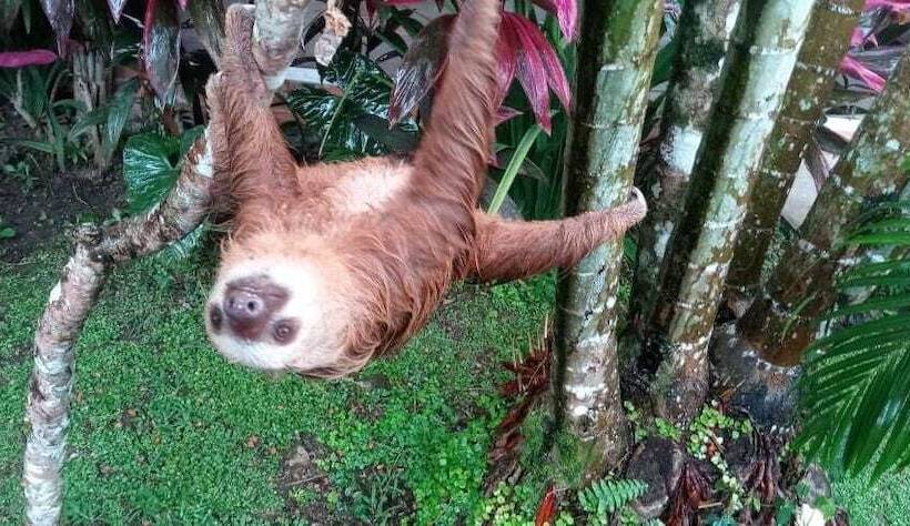 تختخواب و صبحانه Escape Caribeño