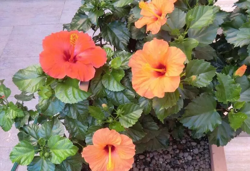 تختخواب و صبحانه Il Giardino Di Alisa
