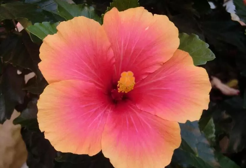 تختخواب و صبحانه Il Giardino Di Alisa