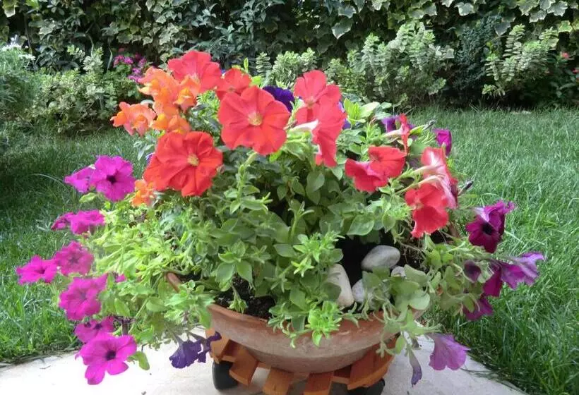تختخواب و صبحانه Il Giardino Di Alisa