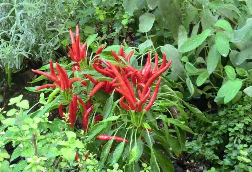 تختخواب و صبحانه Il Giardino Di Alisa
