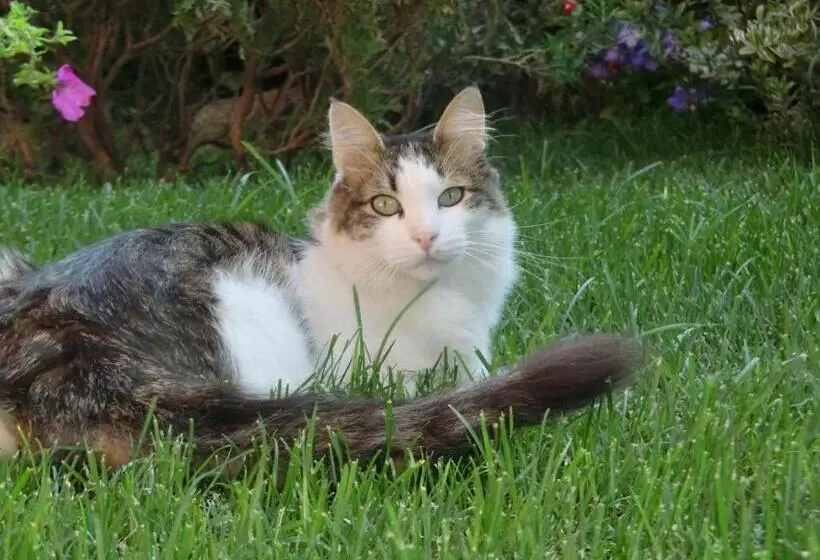 تختخواب و صبحانه Il Giardino Di Alisa