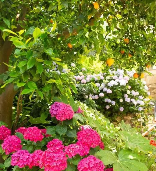 تختخواب و صبحانه L Arancio In Fiore Bad&breakfast