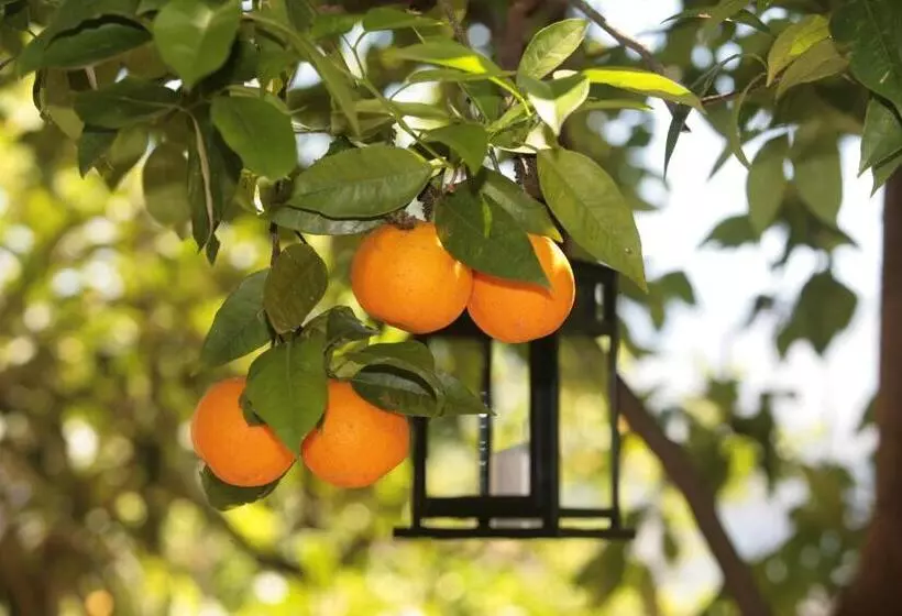 تختخواب و صبحانه L Arancio In Fiore Bad&breakfast
