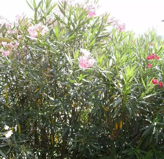 B&b Agli Ulivi