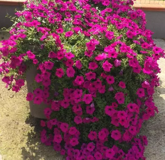 La Corte D Emilio B&b