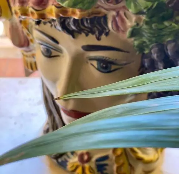 B&b L Infiorescenza New