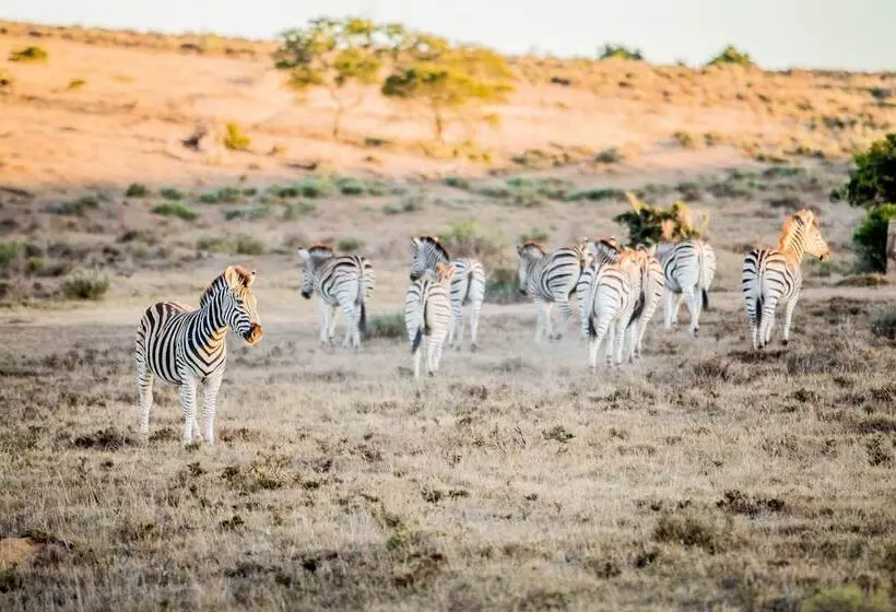 ホテル African Safari Lodge