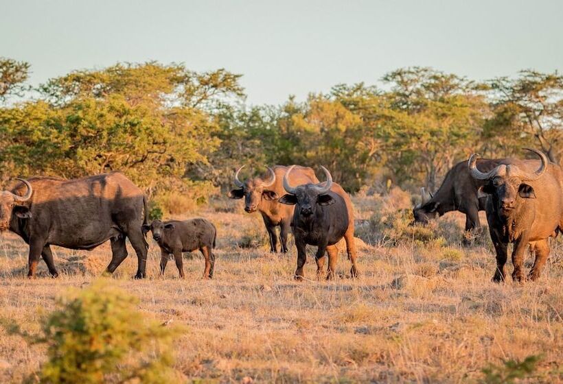 Отель African Safari Lodge