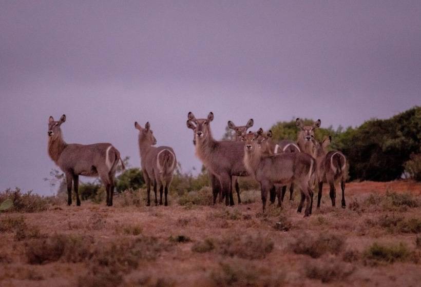 Отель African Safari Lodge