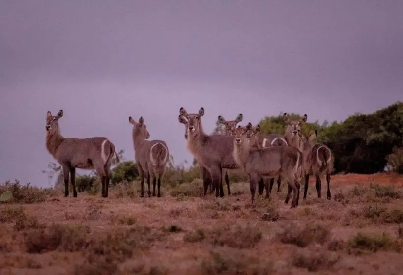 ホテル African Safari Lodge
