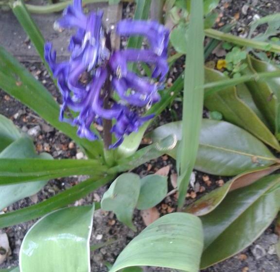 مبيت وإفطار Chambres D Hôtes Bleynieruine De Rome
