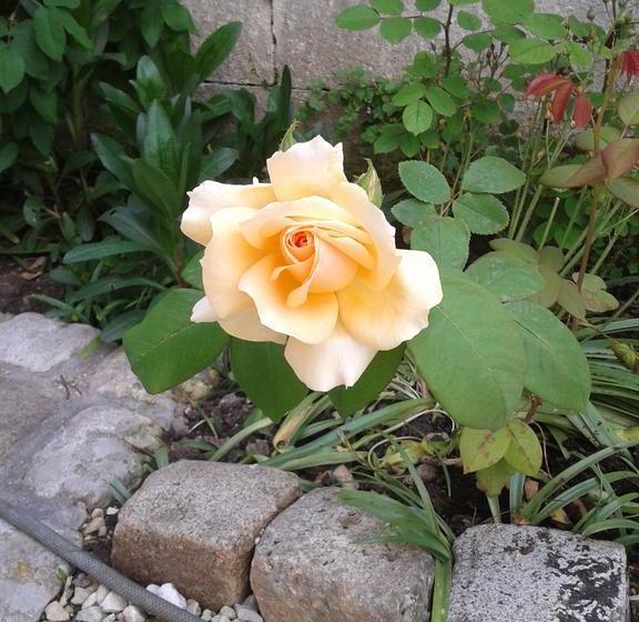 مبيت وإفطار Chambres D Hôtes Bleynieruine De Rome