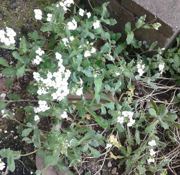 مبيت وإفطار Chambres D Hôtes Bleynieruine De Rome