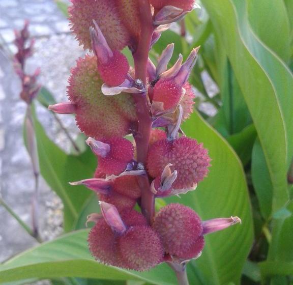 مبيت وإفطار Chambres D Hôtes Bleynieruine De Rome