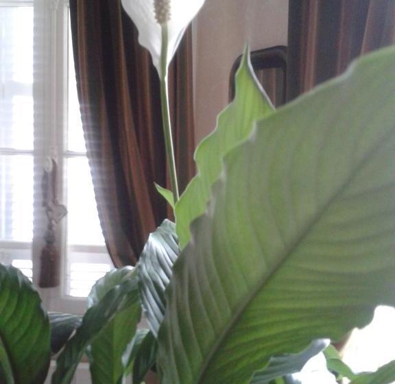 مبيت وإفطار Chambres D Hôtes Bleynieruine De Rome