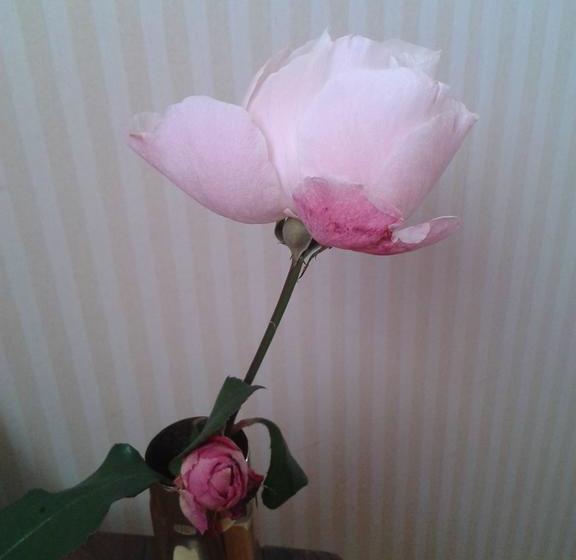 مبيت وإفطار Chambres D Hôtes Bleynieruine De Rome