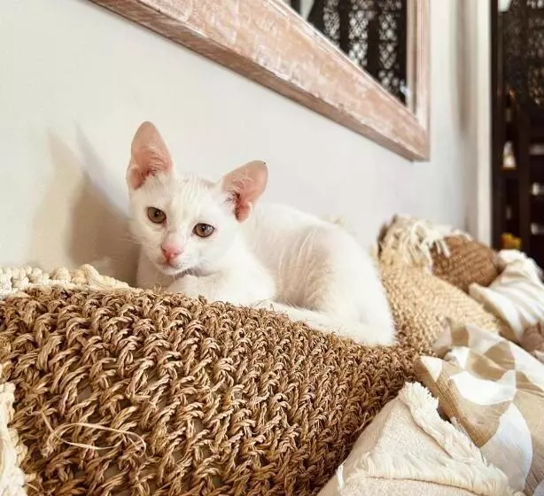 هتل Canopus Retreat Thulusdhoo