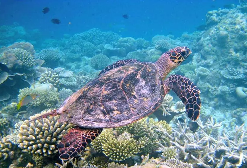 هتل Canopus Retreat Thulusdhoo