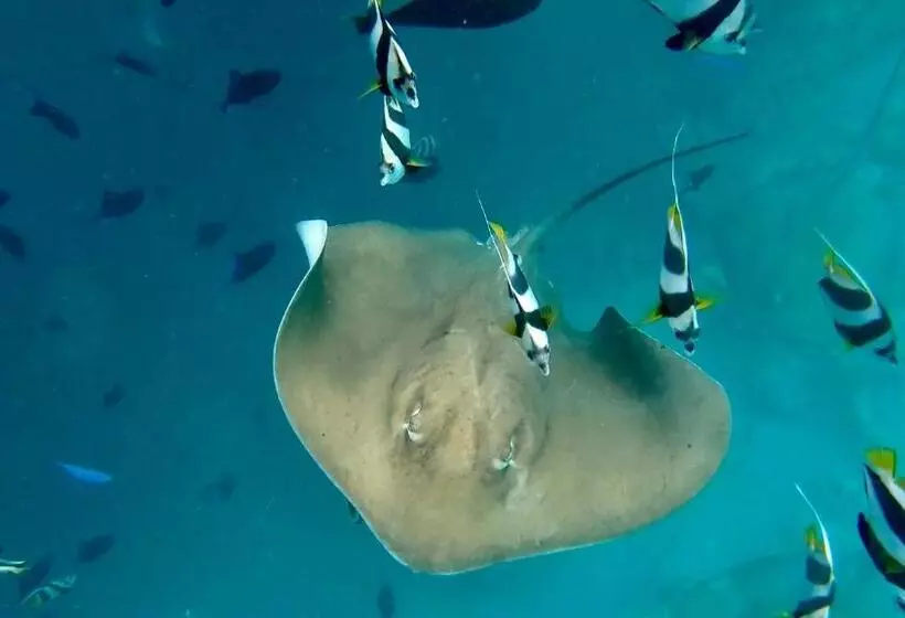 هتل Canopus Retreat Thulusdhoo