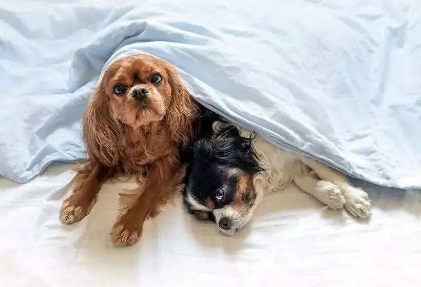 Apartamentos La Solana 3000