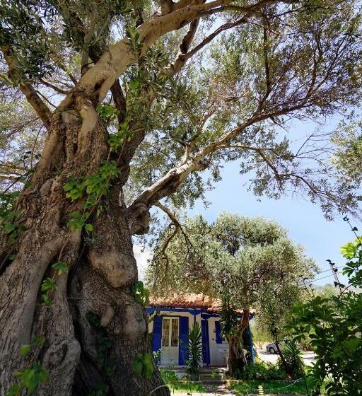 בית מלון כפרי White Rock Apartments