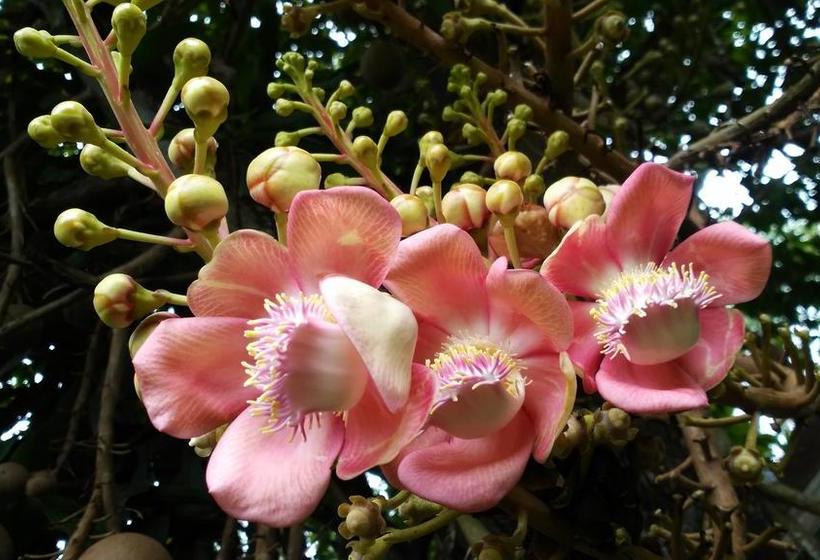 Petch Rim Tan Resort